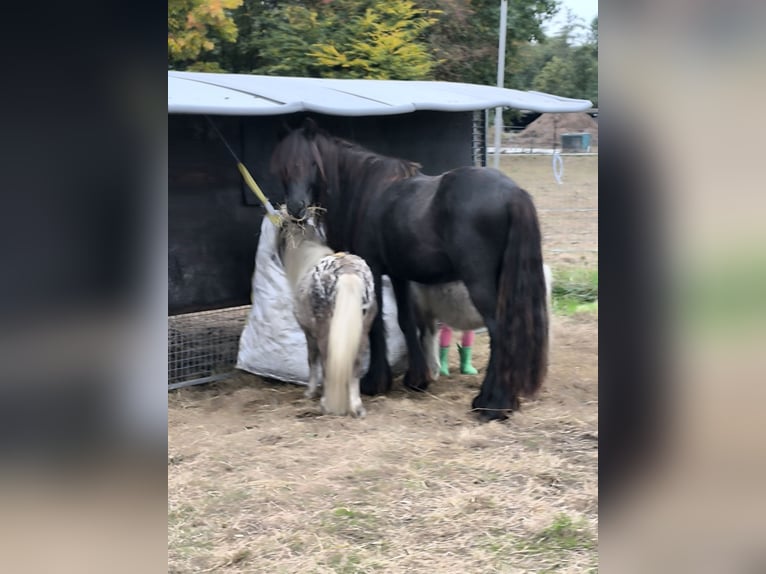 Appaloosa Wałach 9 lat 107 cm Tarantowata in Averbode