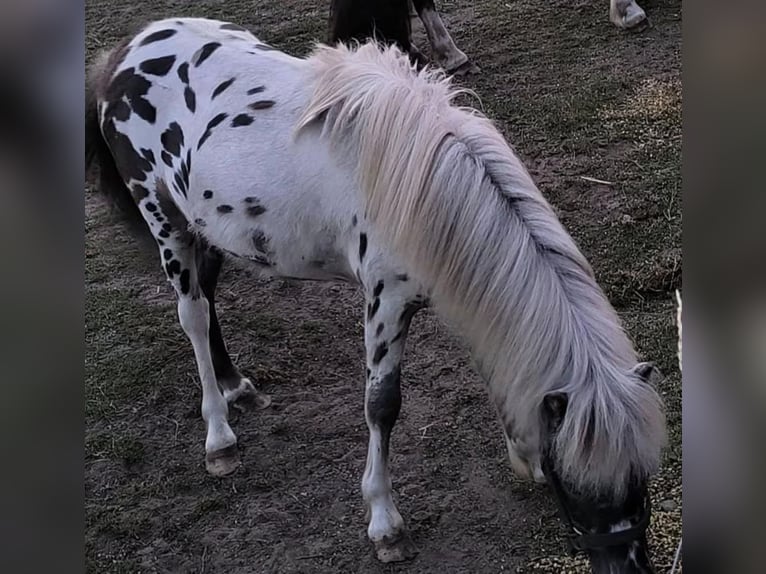 Appaloosa Wałach 9 lat 107 cm Tarantowata in Averbode