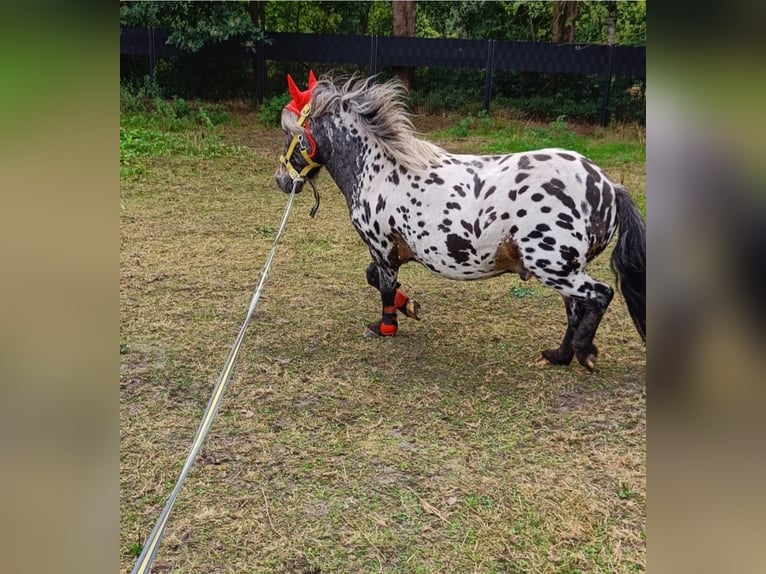 Appaloosa Wałach 9 lat 107 cm Tarantowata in Averbode