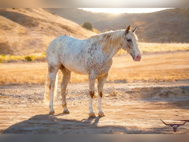 Appaloosa Wałach 9 lat 150 cm Cisawa in Tres Pinos