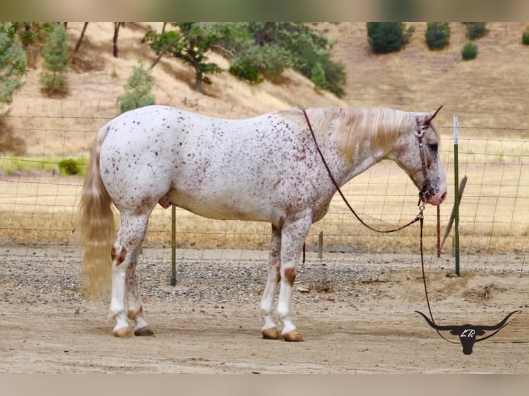 Appaloosa Wałach 9 lat 150 cm Cisawa in Tres Pinos
