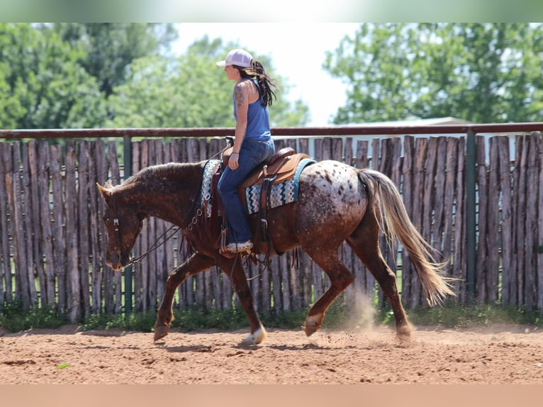Appaloosa Wałach 9 lat 152 cm Ciemnokasztanowata in Lipan TX