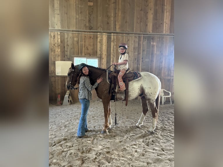Appaloosa Wałach 9 lat 157 cm Ciemnokasztanowata in Baxter Springs
