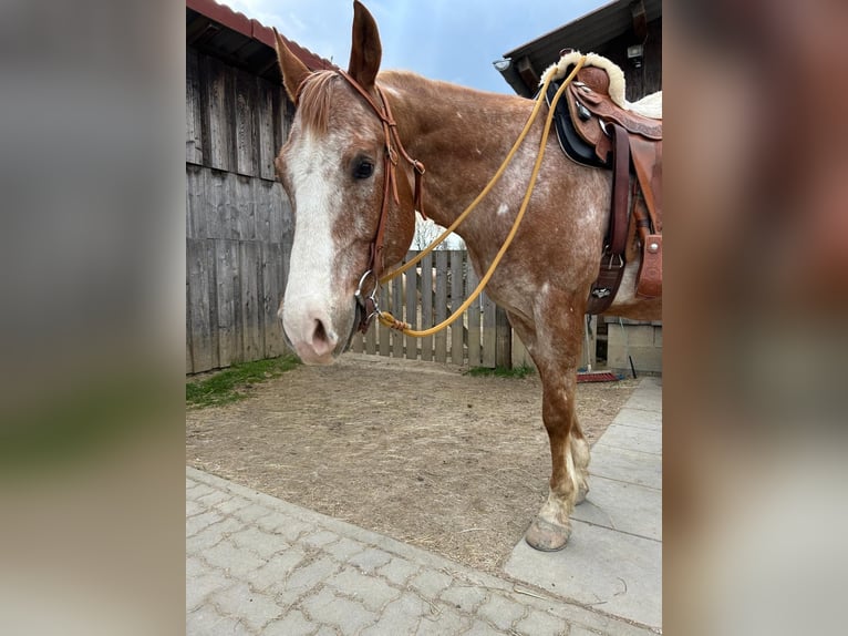 Appaloosa Wałach 9 lat 158 cm  in Sonnberg