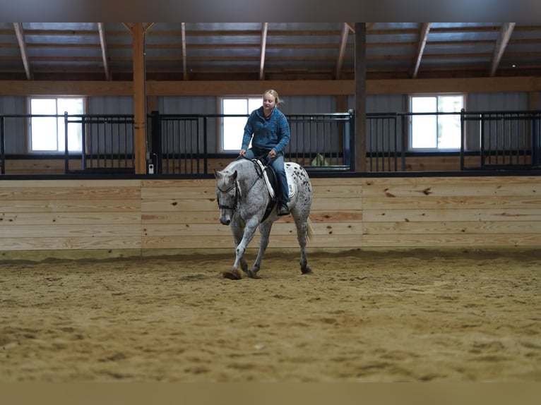 Appaloosa Wałach 9 lat Ciemnokasztanowata in Clarion