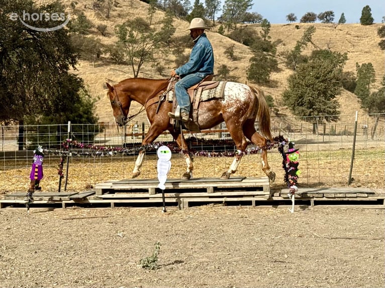 Appaloosa Wałach 9 lat Cisawa in Tres Pinos