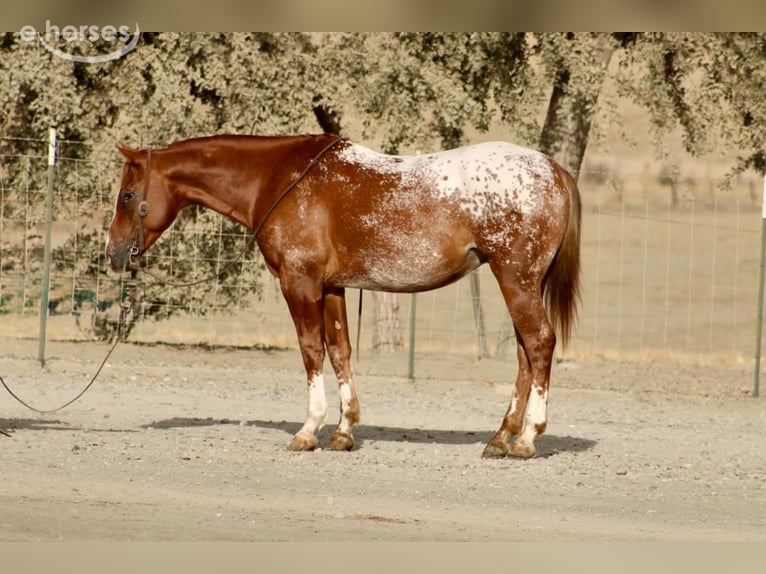 Appaloosa Wałach 9 lat Cisawa in Tres Pinos
