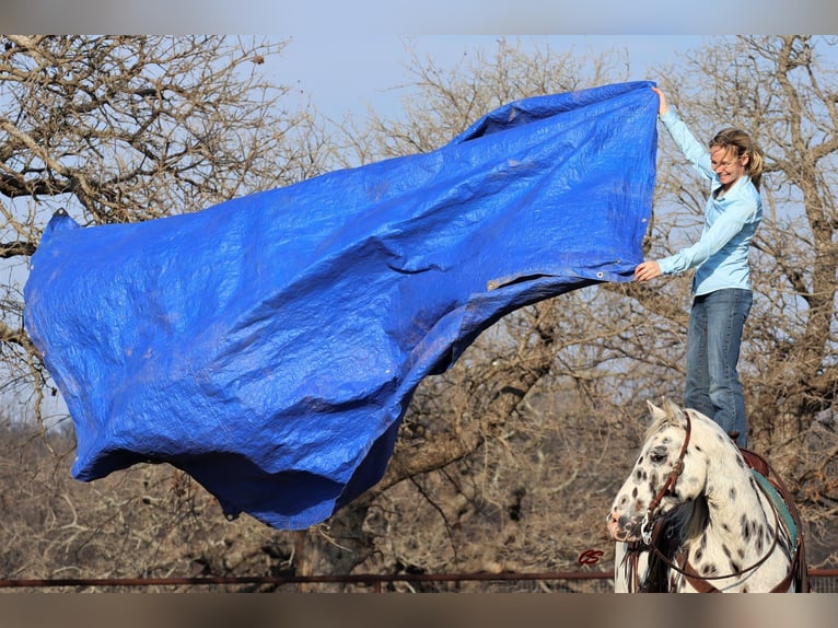 Appaloosa Wałach 12 lat 152 cm Biała in Jacksboro TX