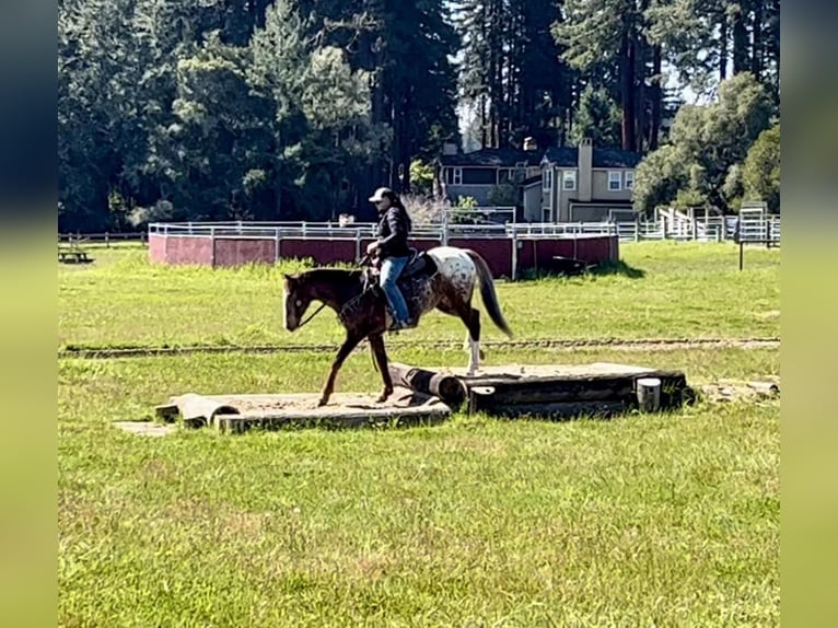 Appaloosa Wałach 12 lat Ciemnokasztanowata in Paicines CA