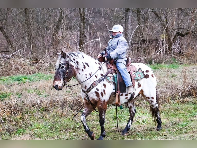 Appaloosa Wałach 13 lat 132 cm Gniada in Flemingsburg KY