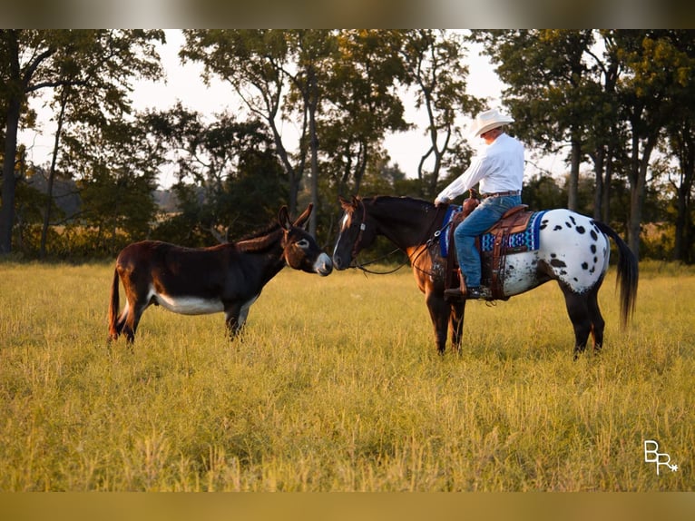 Appaloosa Wałach 13 lat 155 cm Gniada in Mountain Grove MO