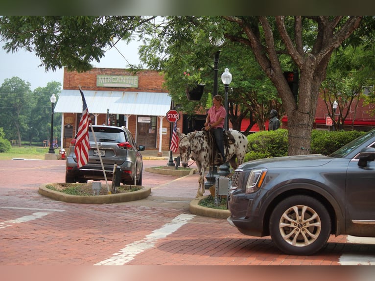 Appaloosa Wałach 13 lat Ciemnokasztanowata in Rusk TX