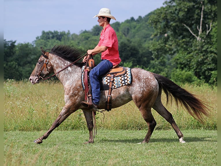 Appaloosa Wałach 7 lat 147 cm Ciemnokasztanowata in Brodhead KY