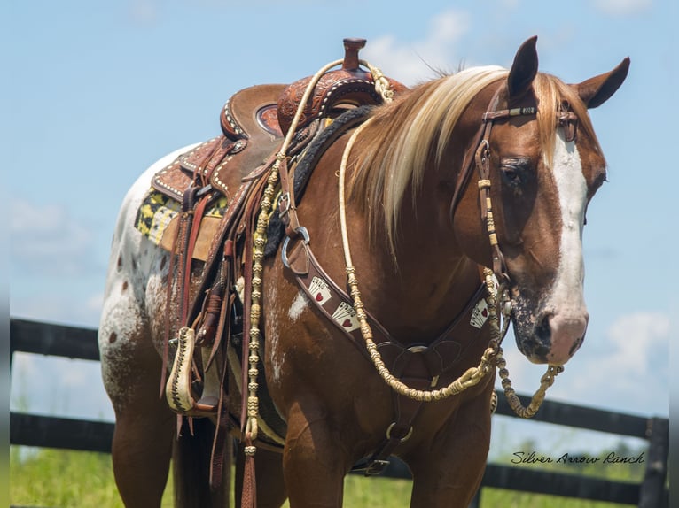 Appaloosa Wałach 7 lat 150 cm in Ocala, FL