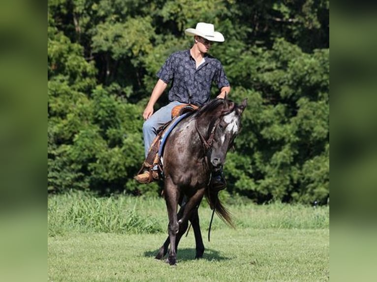 Appaloosa Wałach 7 lat 163 cm Kara in Mount Vernon, KY