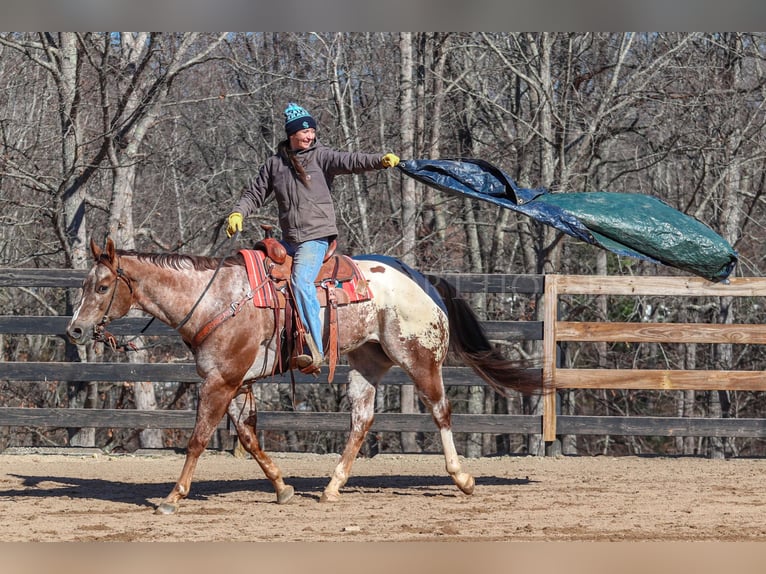 Appaloosa Wałach 7 lat 165 cm in Clover, SC