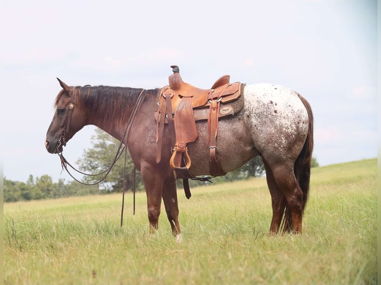 Appaloosa Wałach 8 lat 152 cm Ciemnokasztanowata in Grand Saline