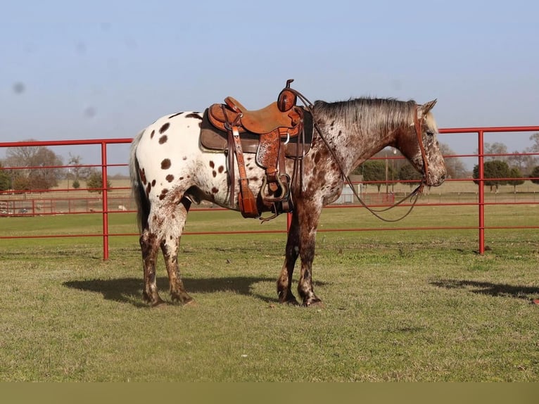 Appaloosa Wałach 9 lat 142 cm in Grand Saline, TX