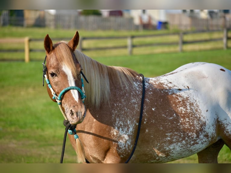 Appaloosa Wałach 9 lat 145 cm Gniadodereszowata in Sweet Springs MO