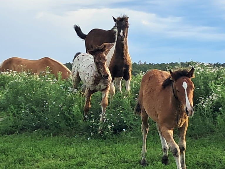 Appaloosa Wałach Źrebak (01/2024) 150 cm Srokata in Jerichow