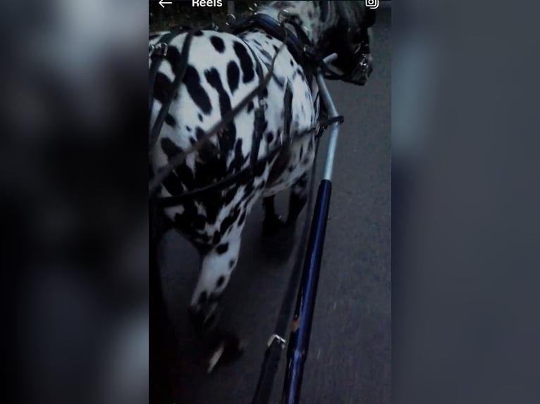 Appaloosa Wallach 10 Jahre 107 cm Tigerschecke in Averbode