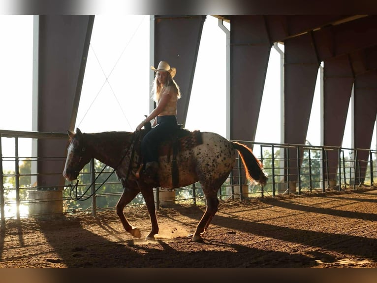 Appaloosa Wallach 10 Jahre 147 cm Dunkelfuchs in Quitman