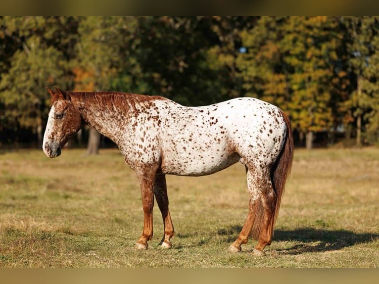 Appaloosa Wallach 10 Jahre 147 cm Dunkelfuchs in Quitman Appaloosa Wallach 10 Jahre 147 cm Dunkelfuchs in Quitman