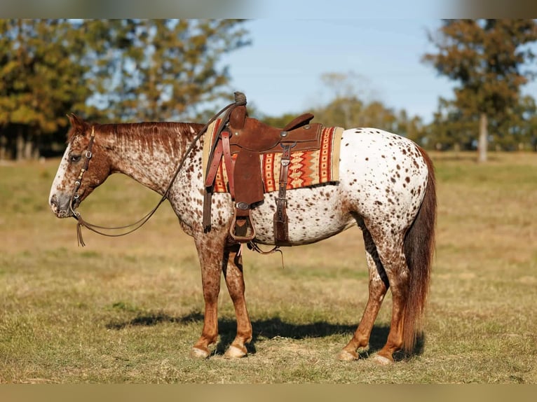 Appaloosa Wallach 10 Jahre 147 cm Dunkelfuchs in Quitman Appaloosa Wallach 10 Jahre 147 cm Dunkelfuchs in Quitman
