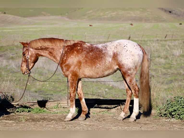 Appaloosa Wallach 10 Jahre 147 cm Roan-Red in Bitterwater CA