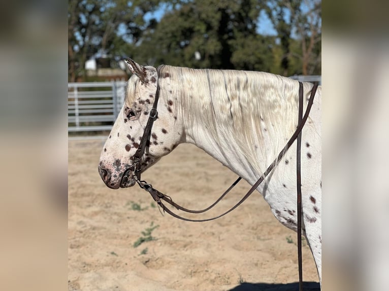 Appaloosa Wallach 10 Jahre 150 cm Dunkelfuchs in Lincoln CA