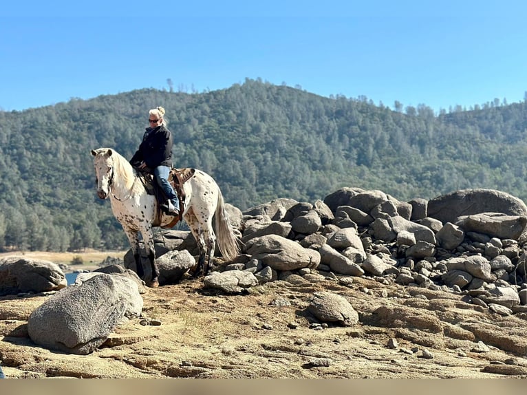 Appaloosa Wallach 10 Jahre 150 cm Dunkelfuchs in Lincoln CA