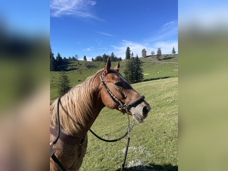 Appaloosa Wallach 10 Jahre 150 cm Kann Schimmel werden in Riedering