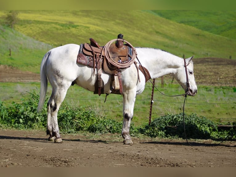 Appaloosa Wallach 10 Jahre 150 cm Schimmel in Tres Pinos
