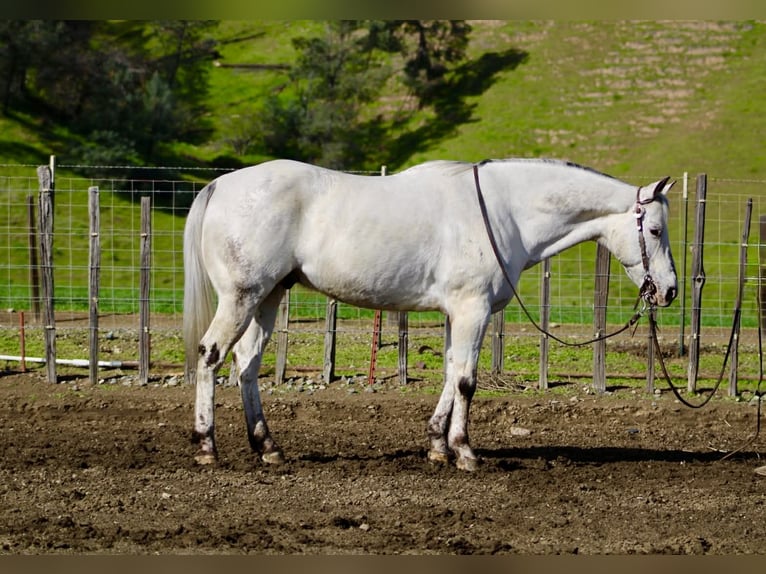 Appaloosa Wallach 10 Jahre 150 cm Schimmel in Tres Pinos