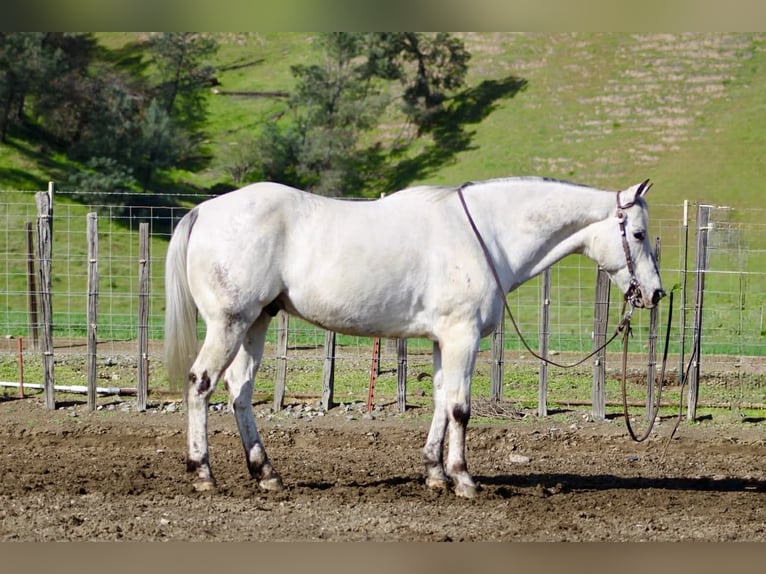 Appaloosa Wallach 10 Jahre 150 cm Schimmel in Tres Pinos