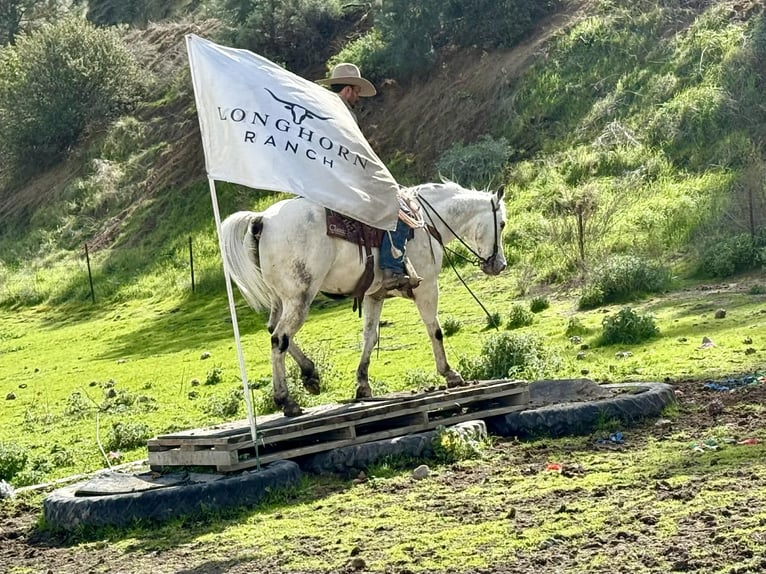 Appaloosa Wallach 10 Jahre 150 cm Schimmel in Tres Pinos