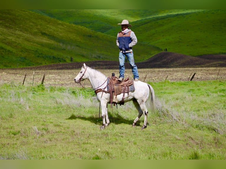 Appaloosa Wallach 10 Jahre 150 cm Schimmel in Tres Pinos