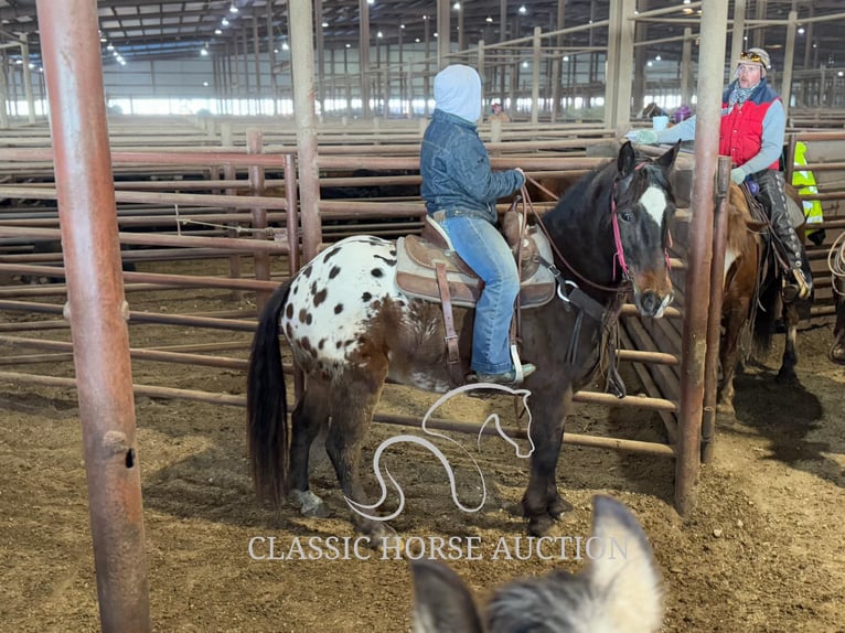 Appaloosa Wallach 10 Jahre 152 cm in Sheldon, MO