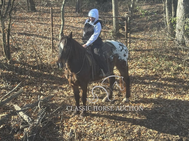 Appaloosa Wallach 10 Jahre 152 cm in Sheldon, MO