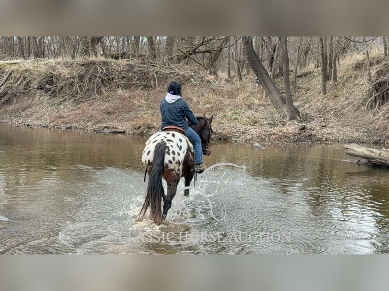 Appaloosa Wallach 10 Jahre 152 cm in Sheldon, MO