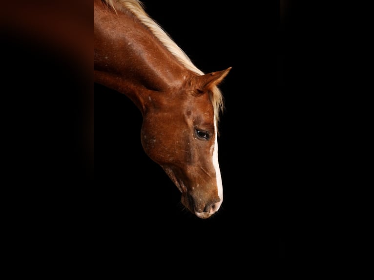 Appaloosa Wallach 10 Jahre 155 cm Dunkelfuchs in Argyle