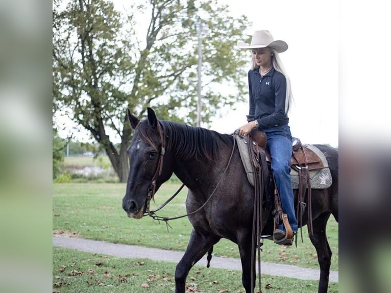 Appaloosa Wallach 10 Jahre 155 cm Rappe in Sallisaw OK