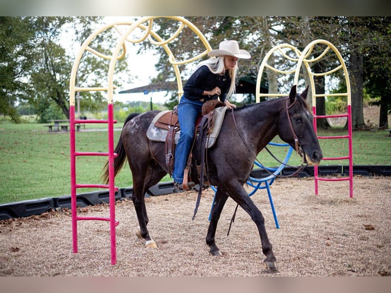 Appaloosa Wallach 10 Jahre 155 cm Rappe in Sallisaw OK