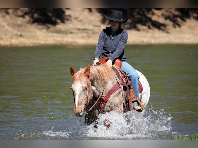 Appaloosa Wallach 10 Jahre 157 cm Rotfuchs in Clarion, PA