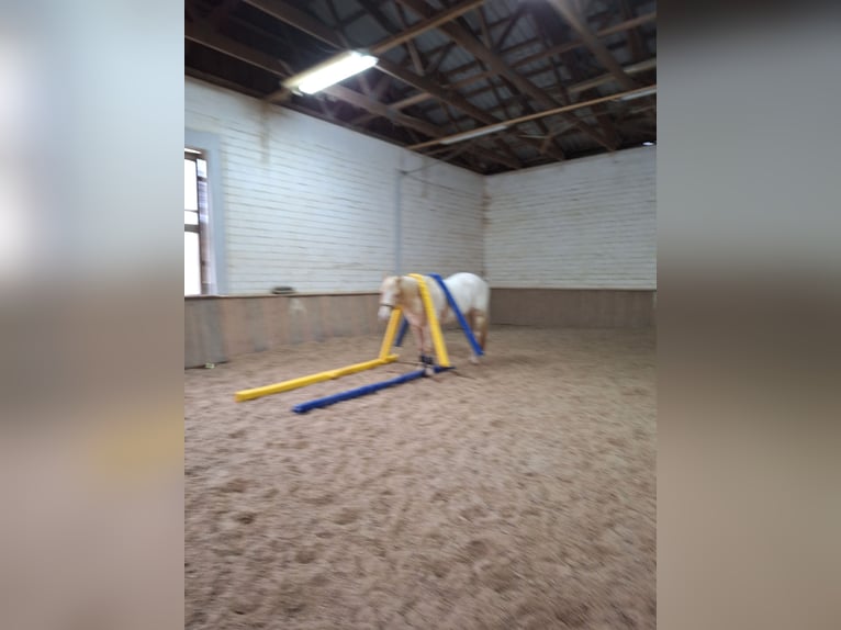 Appaloosa Wallach 10 Jahre 158 cm Cremello in Duttweiler