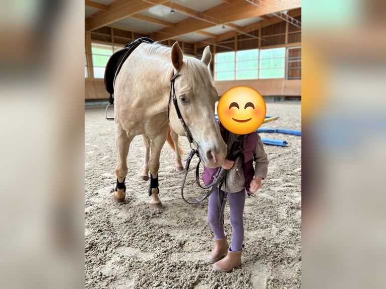 Appaloosa Wallach 10 Jahre 158 cm Cremello in Duttweiler