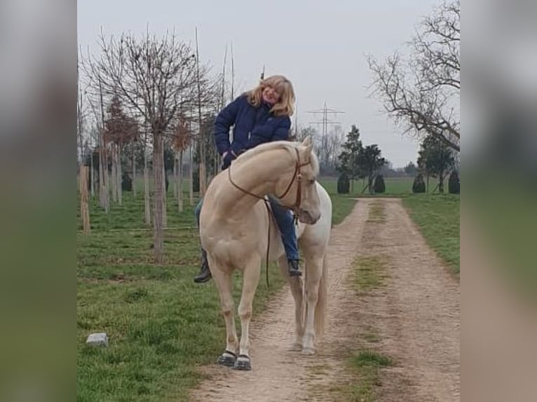 Appaloosa Wallach 10 Jahre 158 cm Cremello in Duttweiler