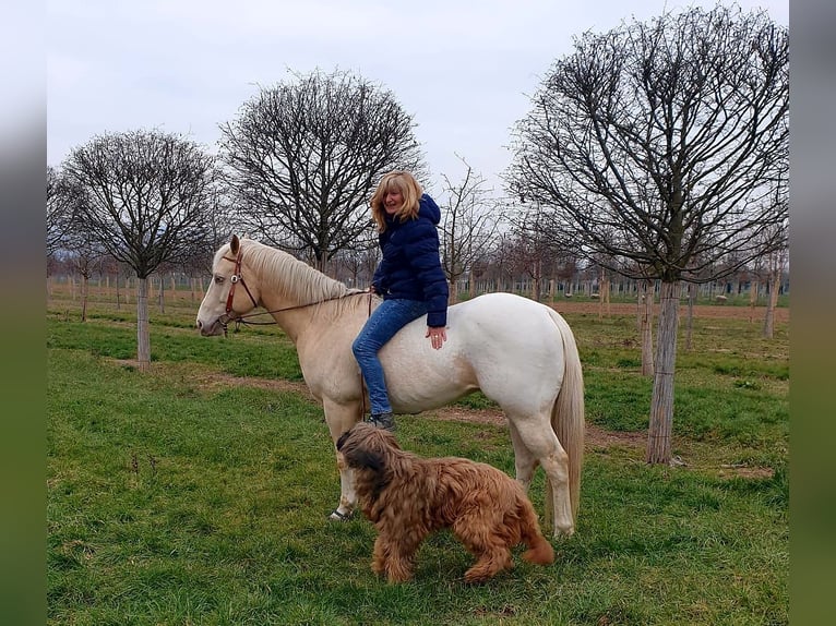 Appaloosa Wallach 10 Jahre 158 cm Cremello in Duttweiler