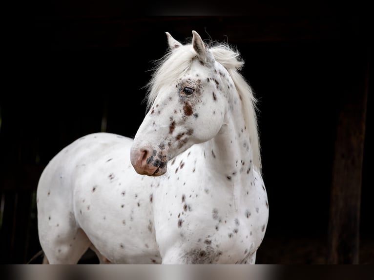 Appaloosa Mix Wallach 10 Jahre 160 cm Tigerschecke in Hennef