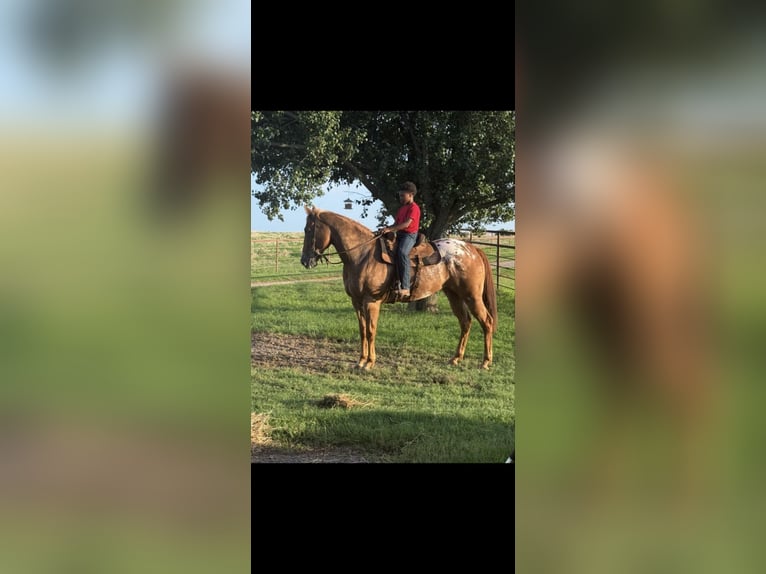Appaloosa Wallach 10 Jahre 160 cm in Crescent, OK